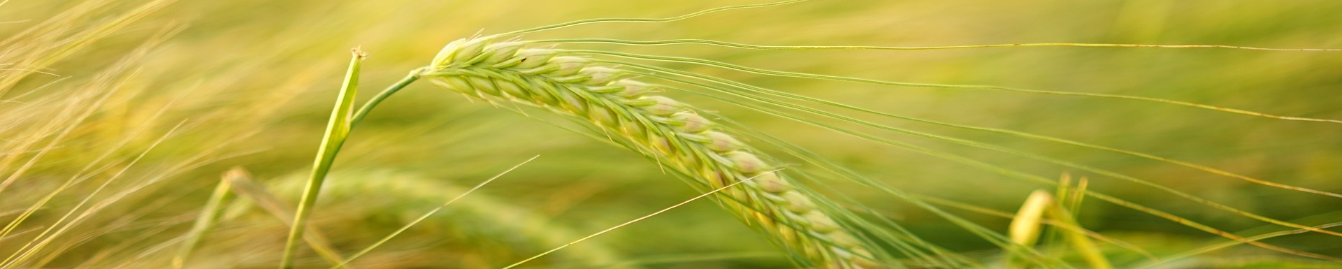 The EU regulation on the Ukrainian grain import ban has been announced!